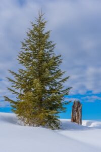 Baum, Verschattung durch Bäume Urteile Photovoltaik